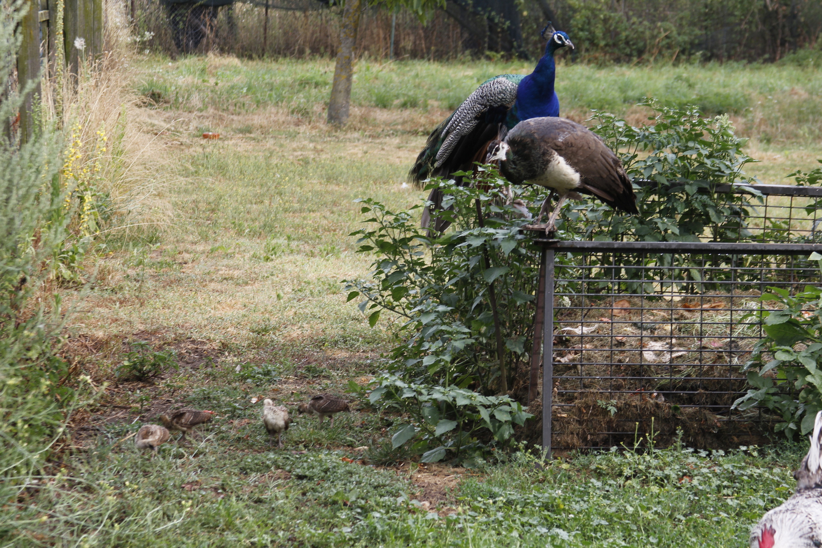 peacock_offspring0.jpg