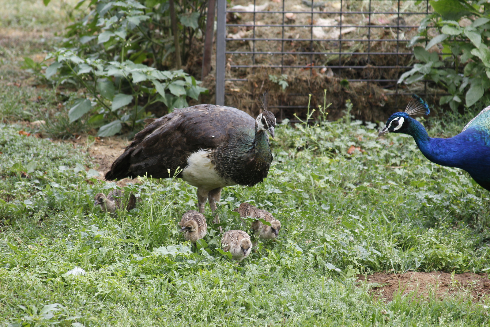 peacock_offspring1.jpg