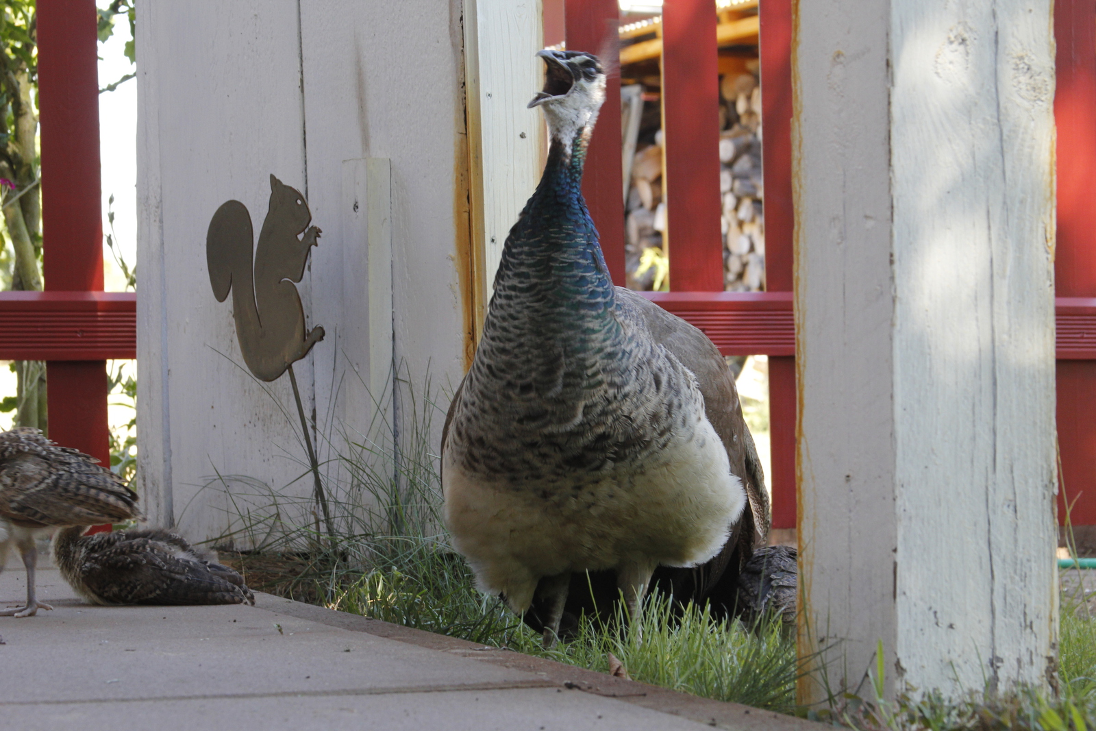 peacock_offspring11.jpg