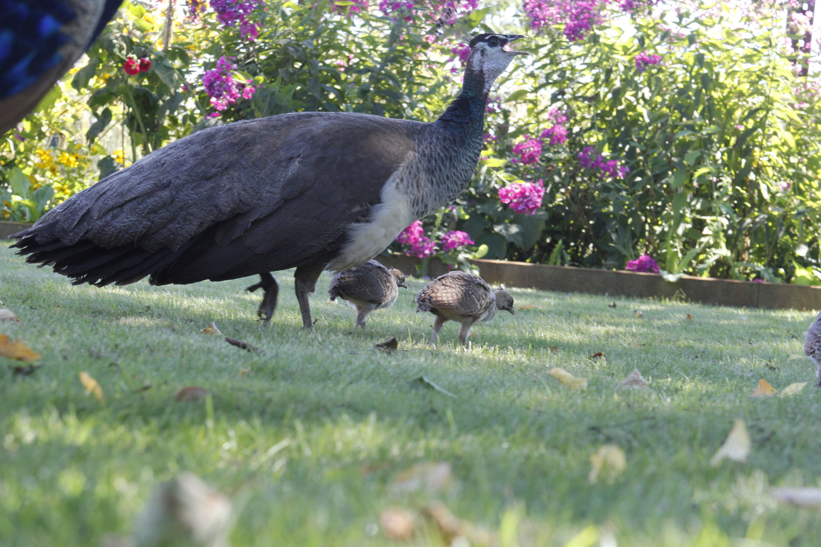 peacock_offspring13.jpg