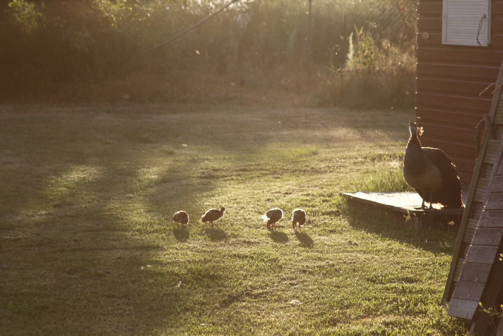 peacock_offspring2.jpg