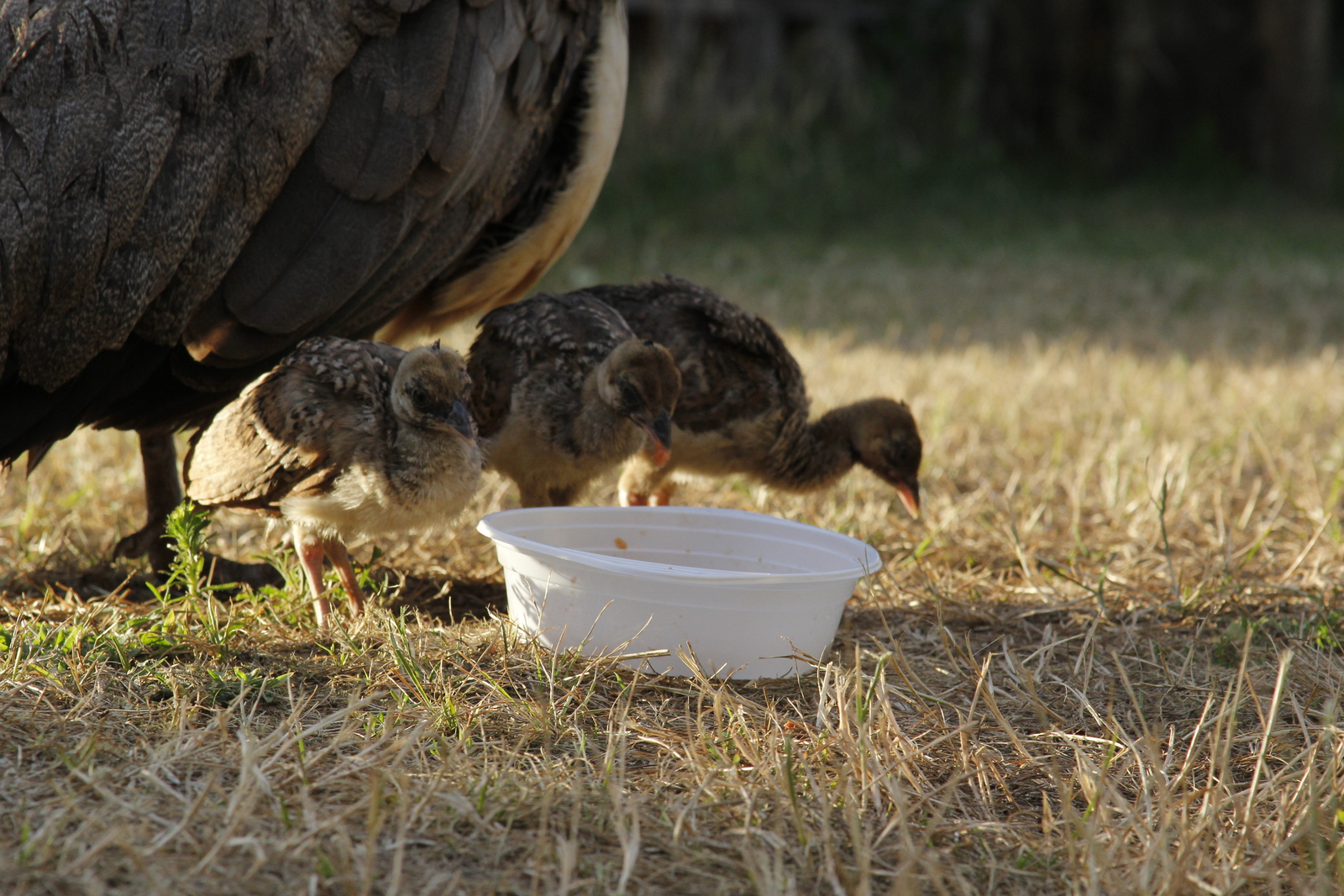 peacock_offspring3.jpg