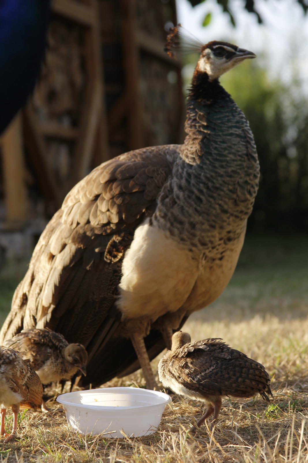 peacock_offspring4.jpg