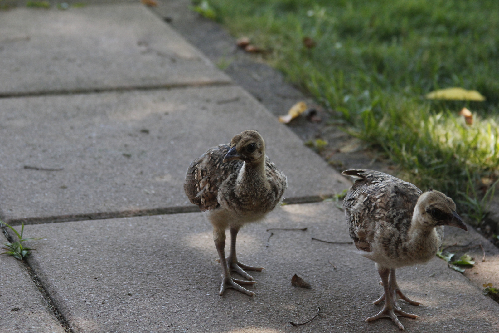 peacock_offspring5.jpg