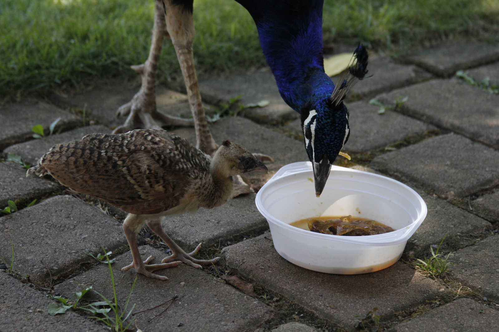 peacock_offspring6.jpg