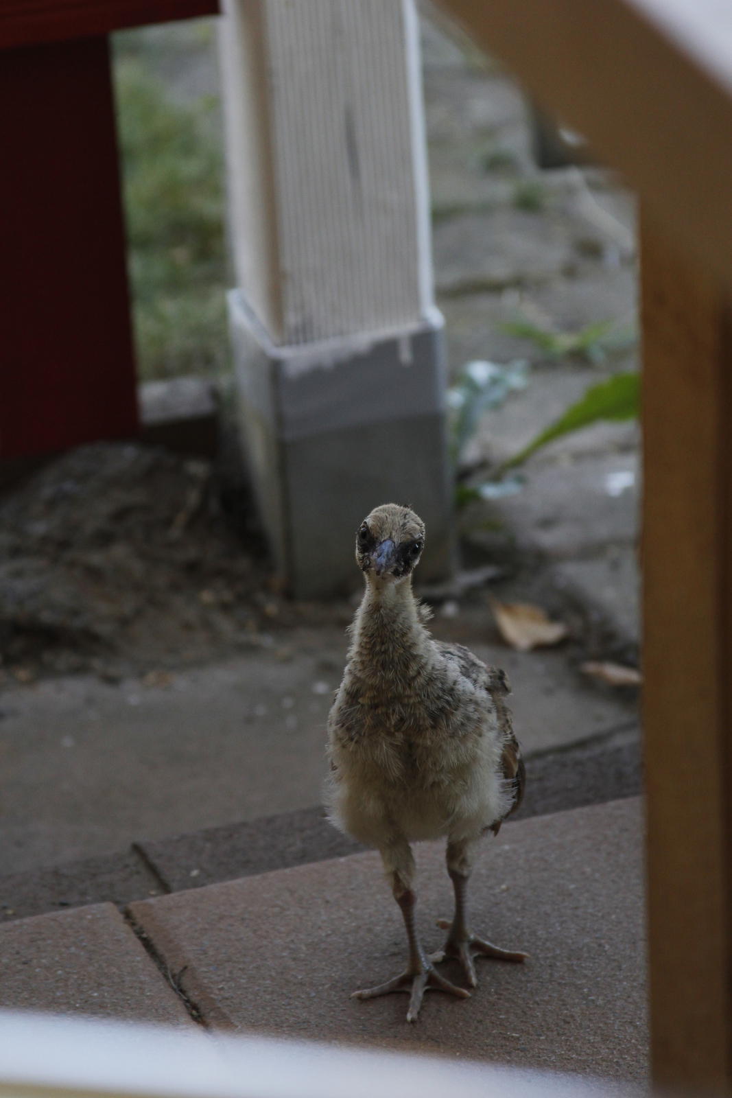 peacock_offspring8.jpg