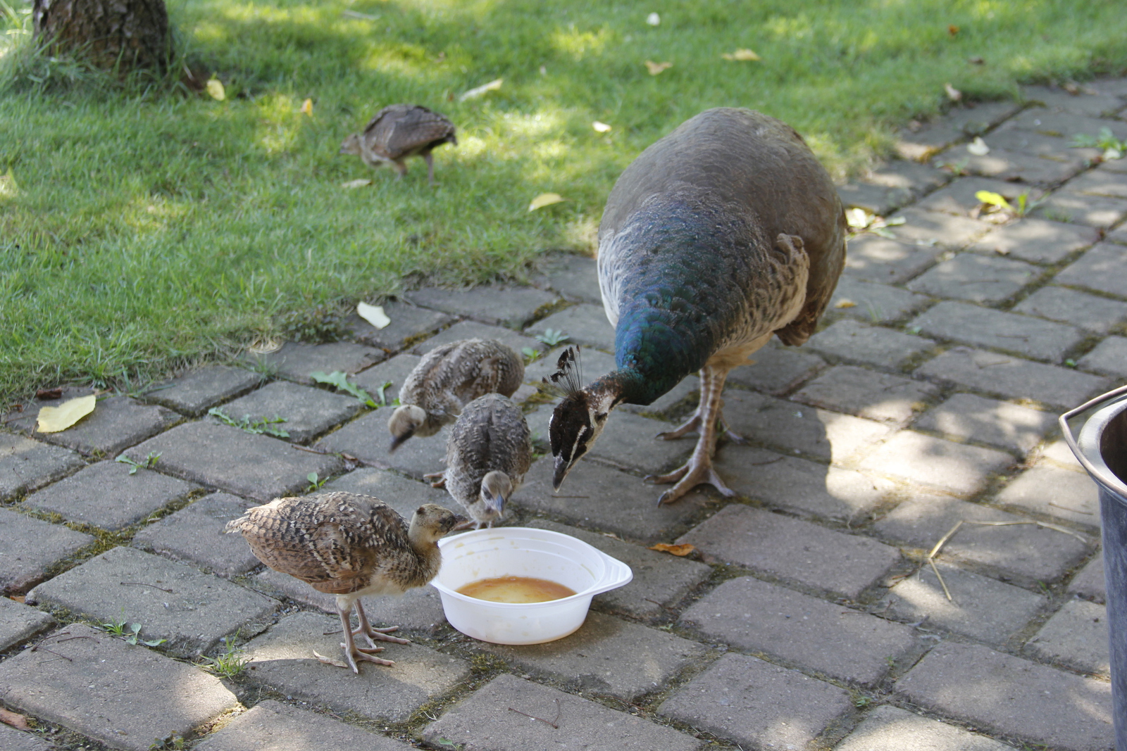 peacock_offspring9.jpg